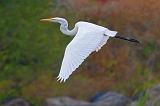 Egret In Flight_25885